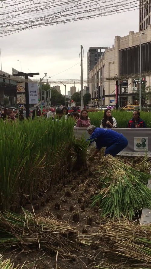 涨姿势 稻谷也能在城市当园林绿化,美观又实用