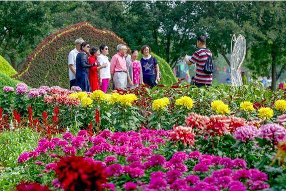 热点丨北京菊花文化节来了 海淀的观赏点在这里